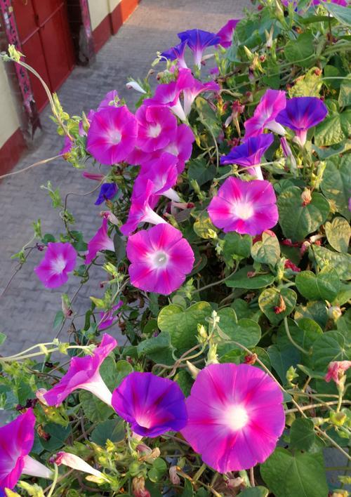 小喇叭花的花语是什么？它象征着怎样的情感？