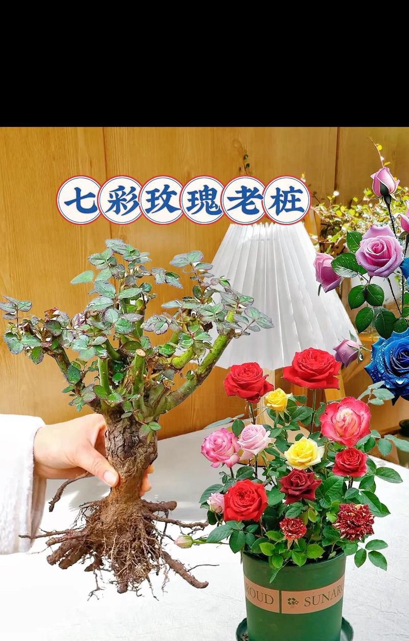 玫瑰花种植如何才能开出美丽的花朵？