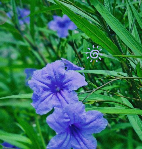 小喇叭花的花语是什么？它象征着怎样的情感？