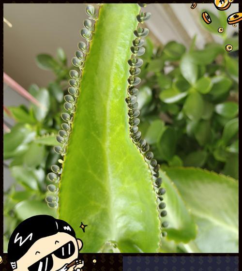 不死鸟绿植的花语有何含义？