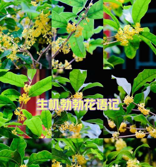 木樨花和桂花的花语有什么不同？哪种更适合表达爱意？