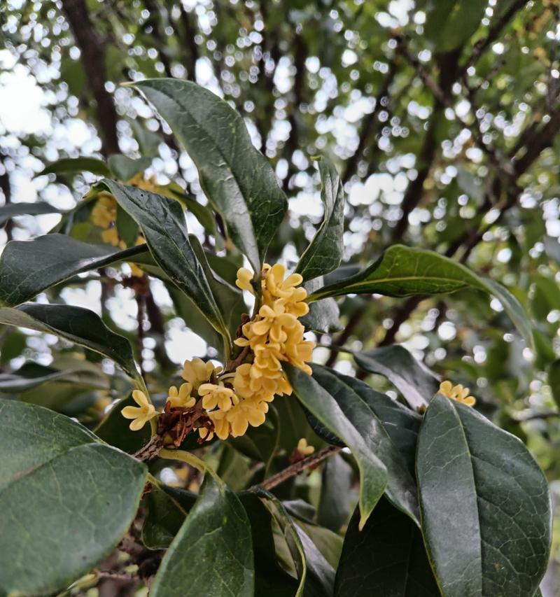 木樨花和桂花的花语有什么不同？哪种更适合表达爱意？