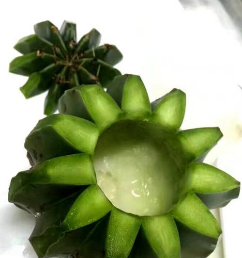 仙人球黑龙虾的养殖技巧有哪些？