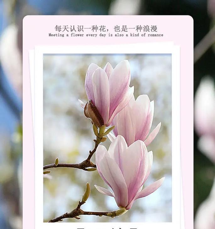 如何查找特定花的花语？花语中有哪些常见的象征意义？