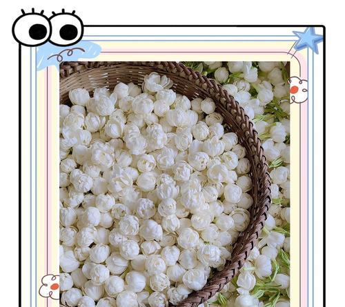一朵茉莉花语是什么？它代表了哪些情感？