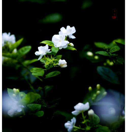 一朵茉莉花语是什么？它代表了哪些情感？