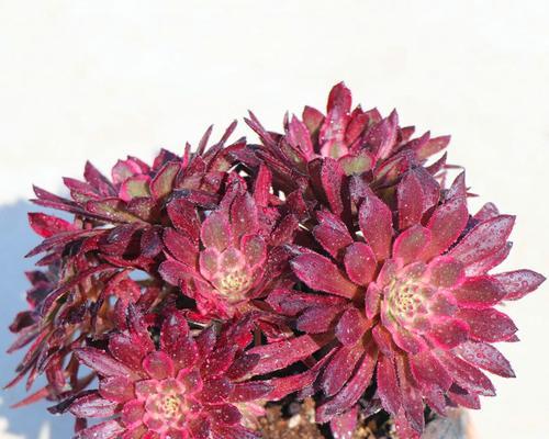 美杜莎与玫瑰花有何不同？