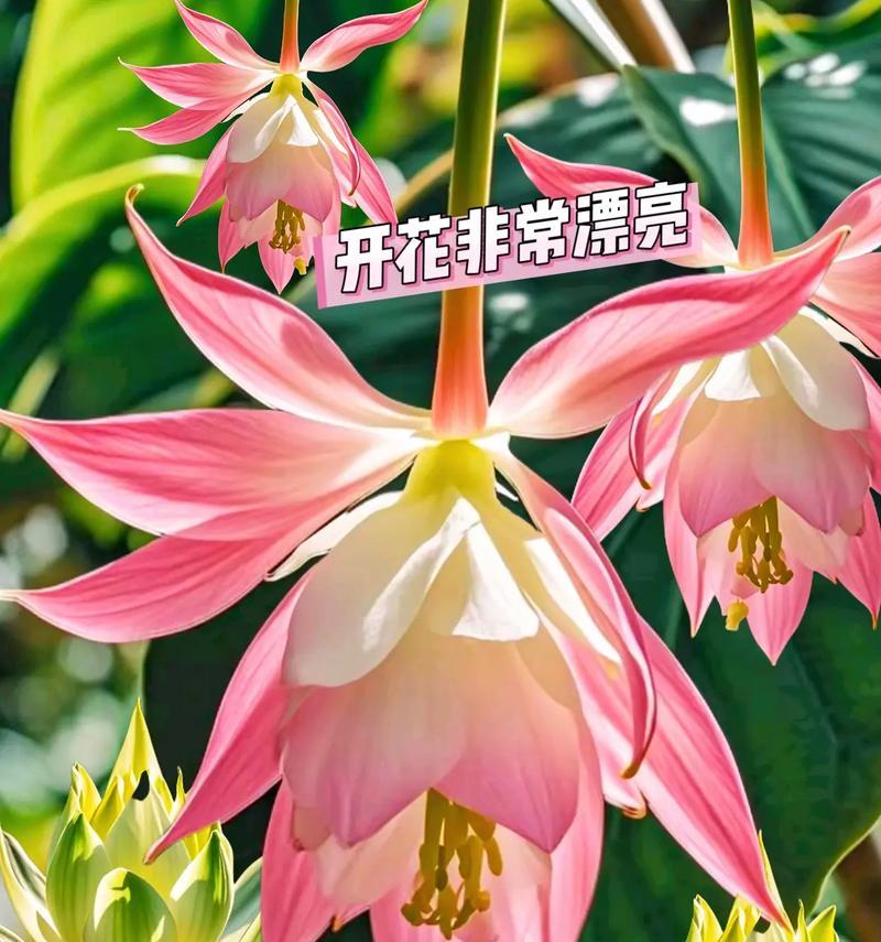 售卖宝莲灯的寓意和花语是什么？它代表了什么？