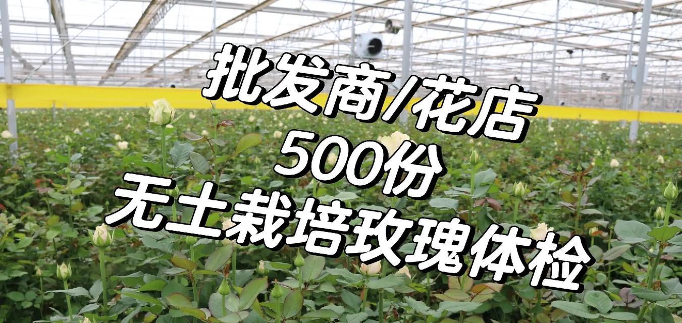 地栽玫瑰花的土壤配比方法是什么？
