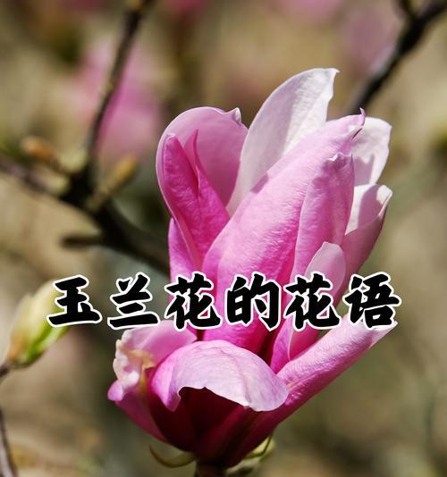 哪种花的花语代表爱？它象征着怎样的情感？