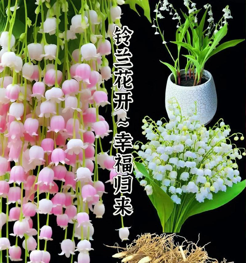 哪种花的花语代表归来？