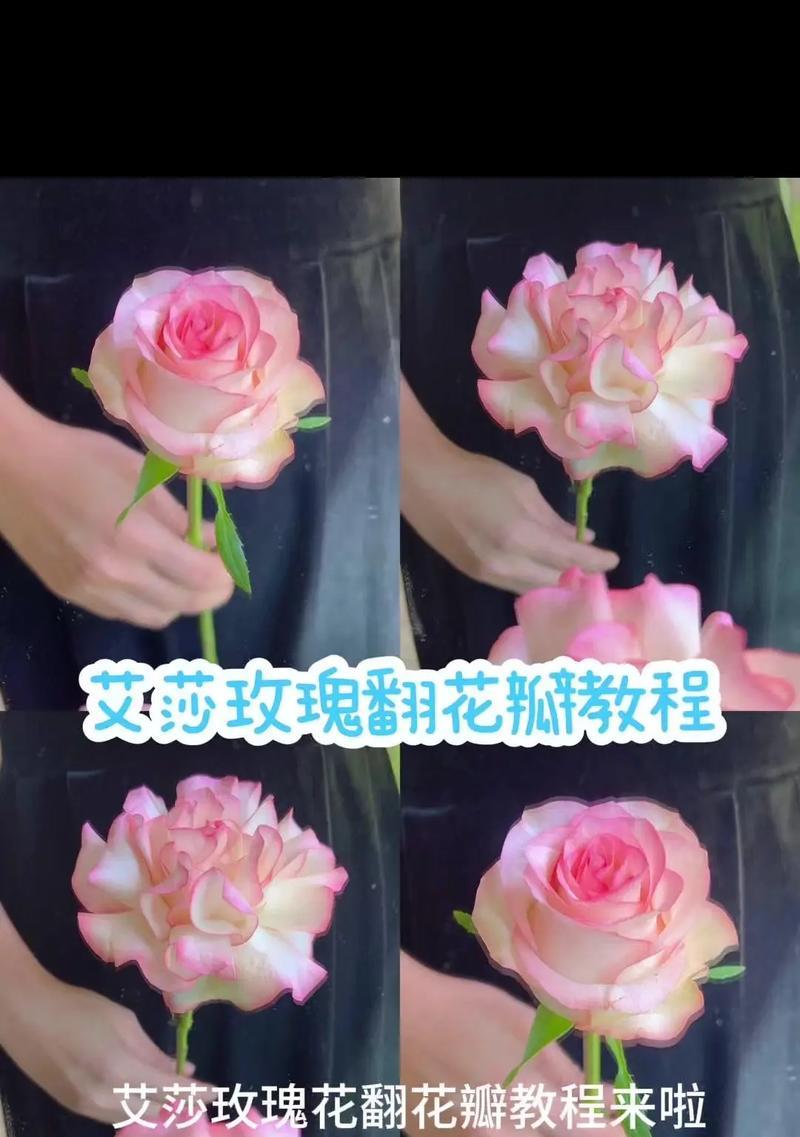 在广州种植玫瑰花需要注意哪些步骤？