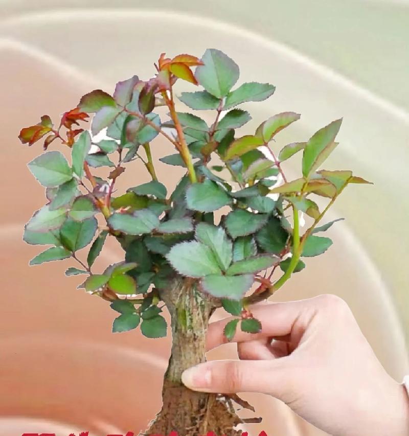 在广州种植玫瑰花需要注意哪些步骤？