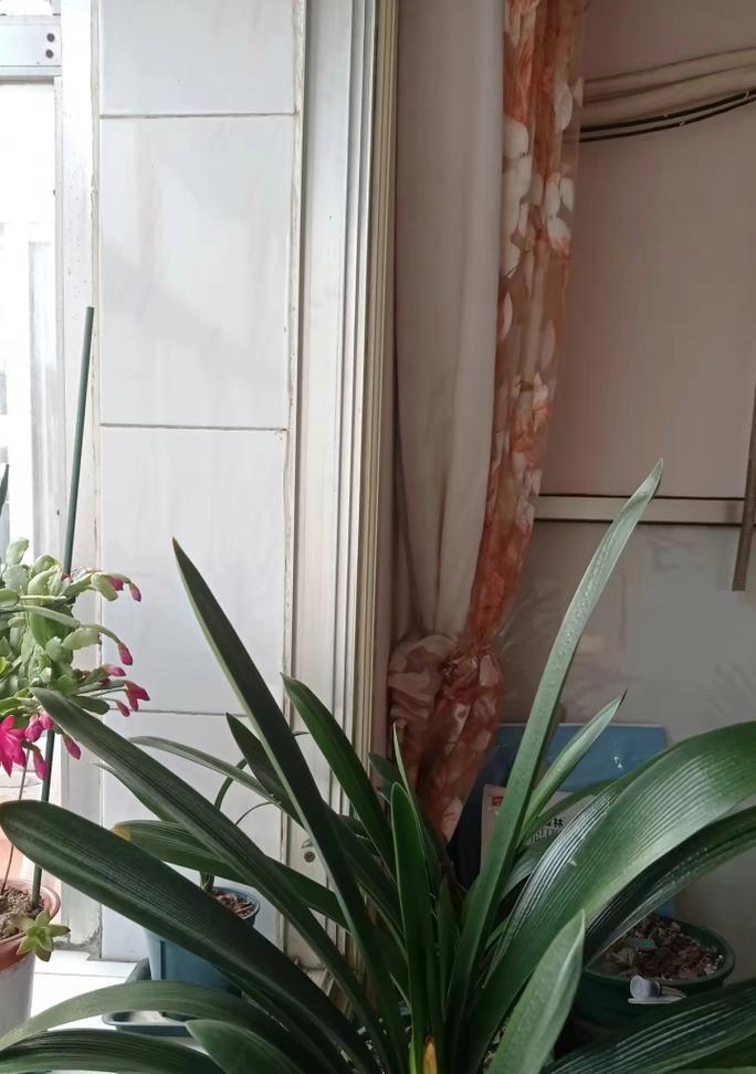 园土种植君子兰是否适宜？如何正确养护？
