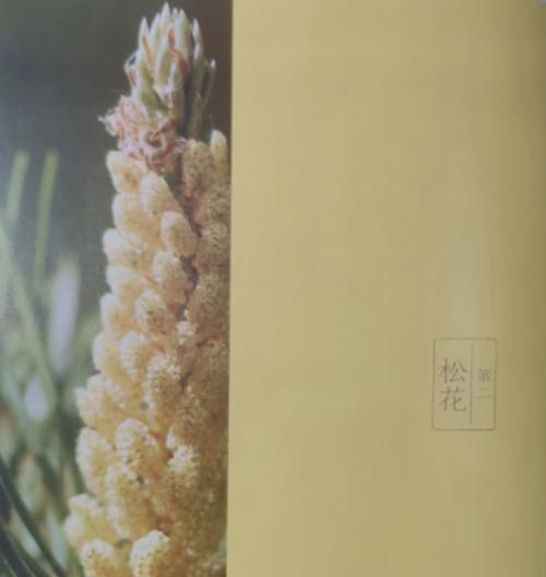 松树果果的花语代表什么含义？