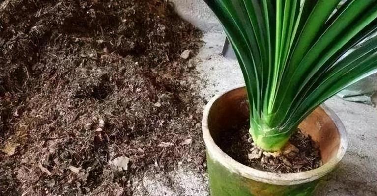 园土种植君子兰是否适宜？如何正确养护？