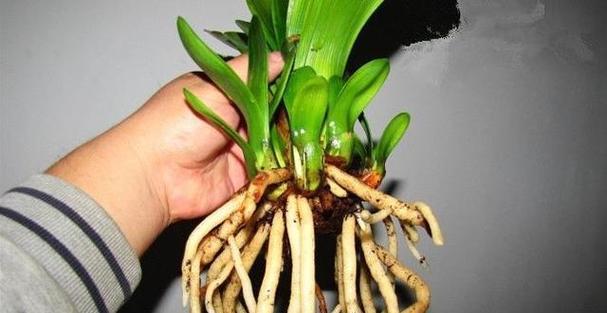 园土种植君子兰是否适宜？如何正确养护？