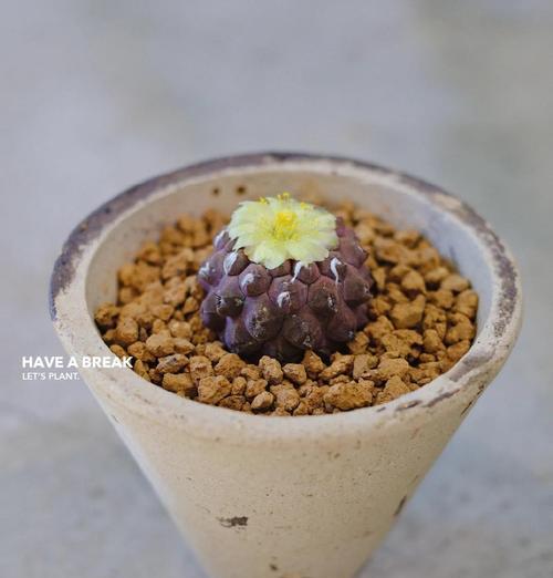 仙人球能浇果皮泡水吗怎么浇？果皮水对仙人球有何影响？