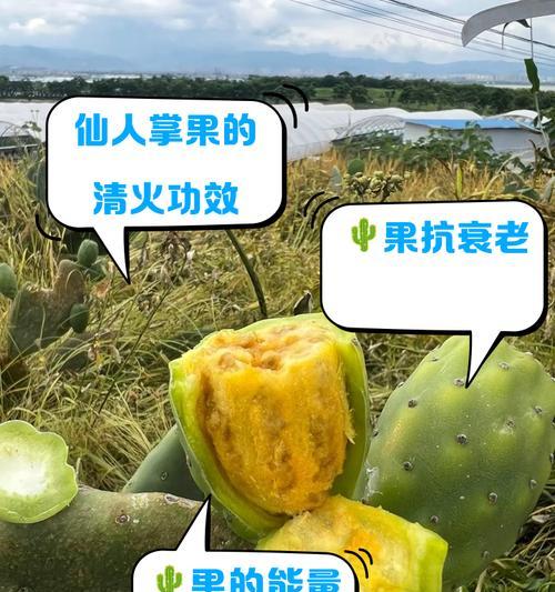 仙人球能浇果皮泡水吗怎么浇？果皮水对仙人球有何影响？