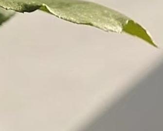 小毛姐玫瑰花怎么养殖才能长得好？
