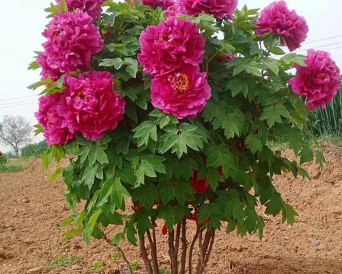 牡丹花种植应选择哪种土壤？