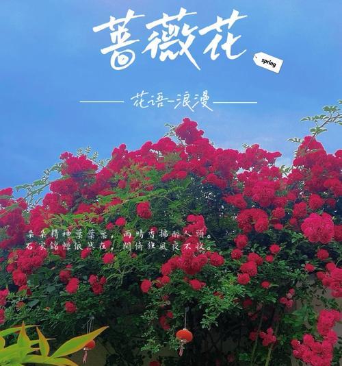 陌上花语指的是哪种动物？摸彩色棍送玫瑰花代表什么？