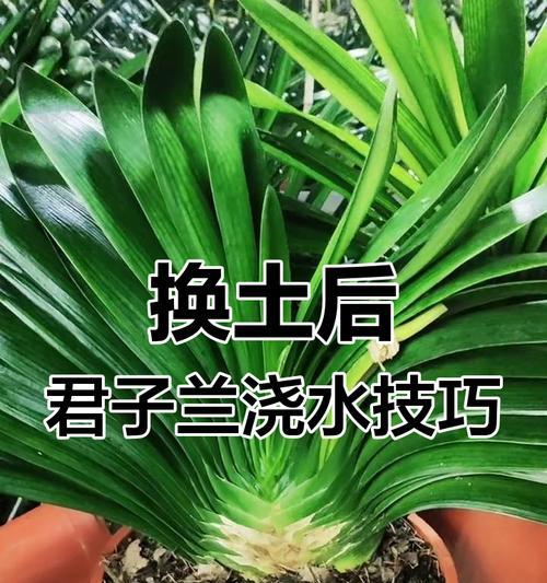 君子兰育苗期间如何正确浇水？
