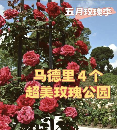 金玫瑰花与普通玫瑰的区别是什么？