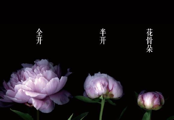 花语花开下一句是什么？别离开你的花语是什么？