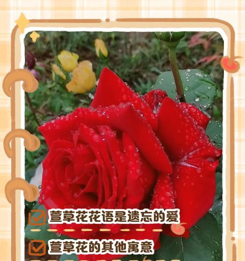 放手是什么花语啊？哪种花象征着放手与释怀？