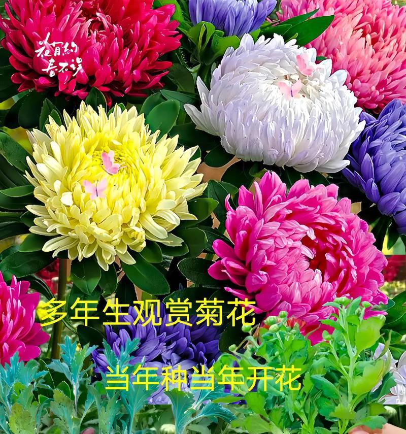 菊花的花语代表什么？