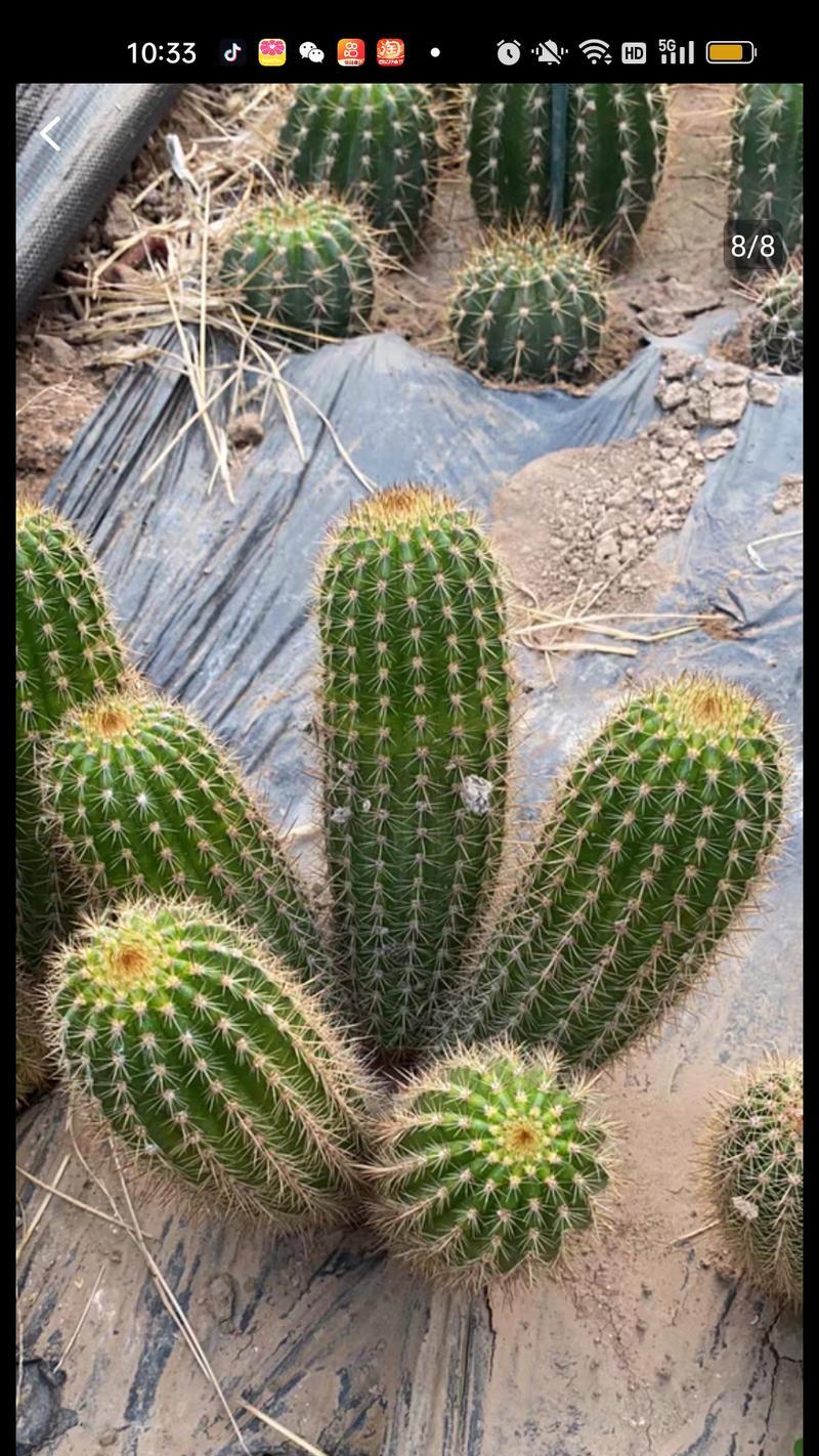 独龙角仙人掌的种植技巧是什么？如何正确种植独龙角仙人掌？
