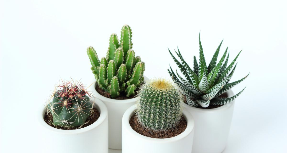 独龙角仙人掌的种植技巧是什么？如何正确种植独龙角仙人掌？