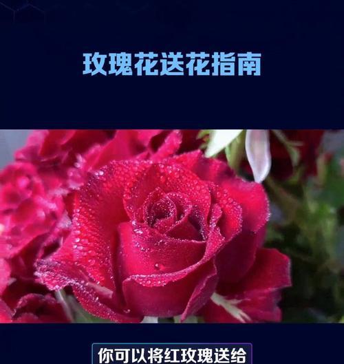 给自己送花时应该选择哪种花的花语？