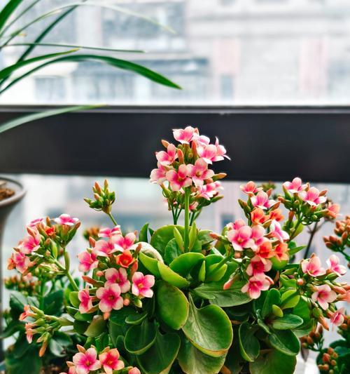 孔雀的花语代表了什么？