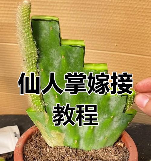 学生如何种好仙人掌？有哪些技巧？