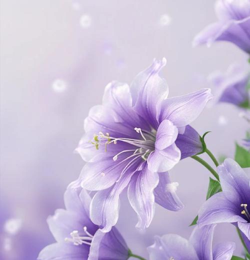 桔梗花语有何寓意？