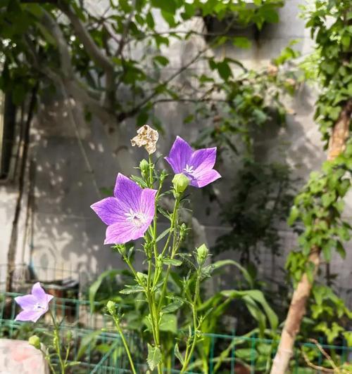 桔梗花语有何寓意？
