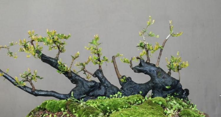 玫瑰花新苗树桩的正确养护方法是什么？如何促进其生长？