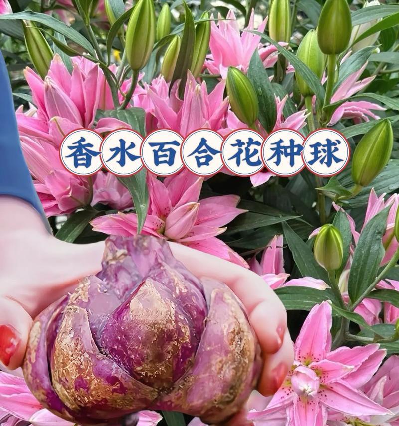 香水花语代表什么？香水花象征什么？