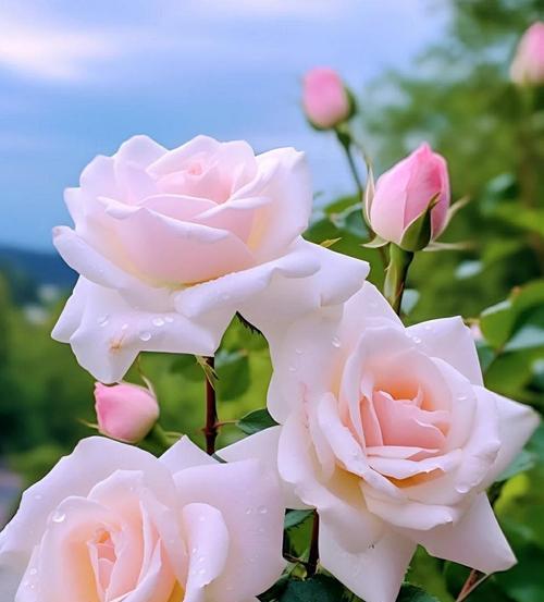 哪种花的花语象征着灵魂伴侣？它们代表了什么？