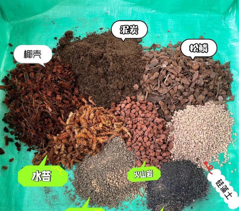 君子兰叶子发白点的原因是什么？如何治疗？