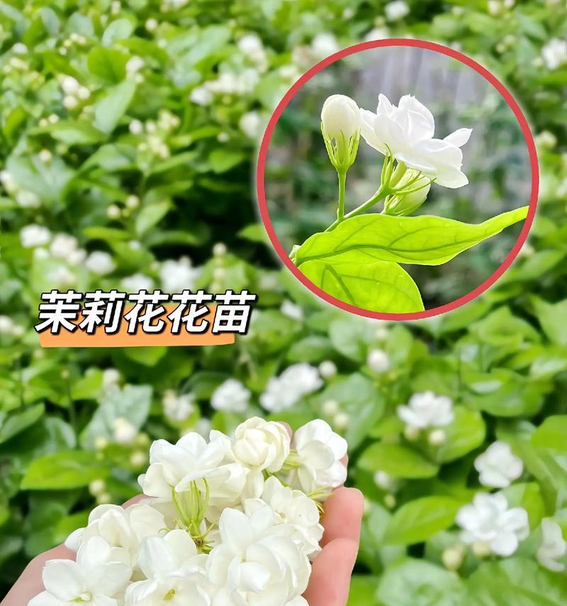 代表清澈的花语是什么花？清澈的花语有什么特别含义？
