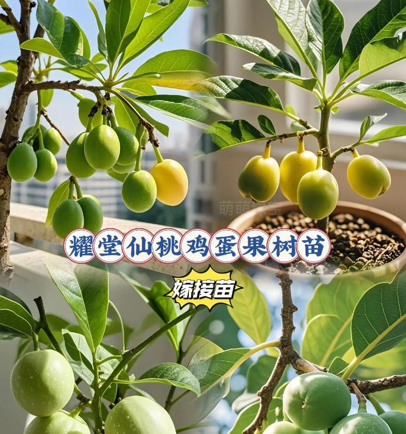 桃蛋嫁接仙人球的存活率高吗？如何正确养护？