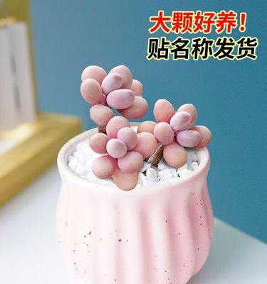 桃蛋嫁接仙人球的存活率高吗？如何正确养护？