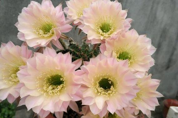 仙人球怎样才能开花？仙人球开花的条件是什么？