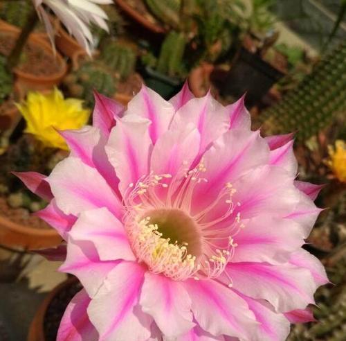 仙人球怎样才能开花？仙人球开花的条件是什么？