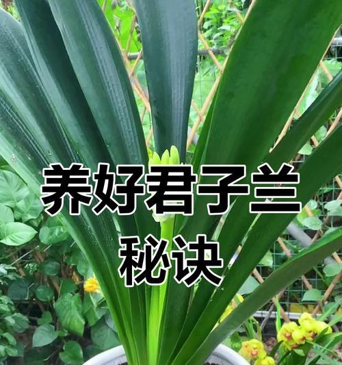 君子兰冬季怕冷吗？如何过冬？