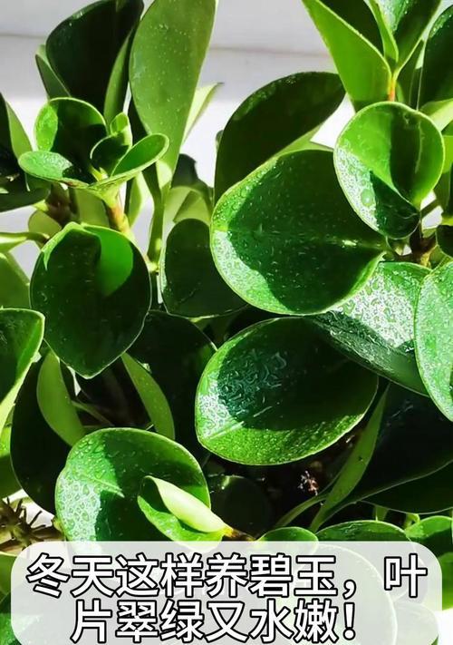 碧玉绿植的花语是什么？如何养护碧玉绿植？