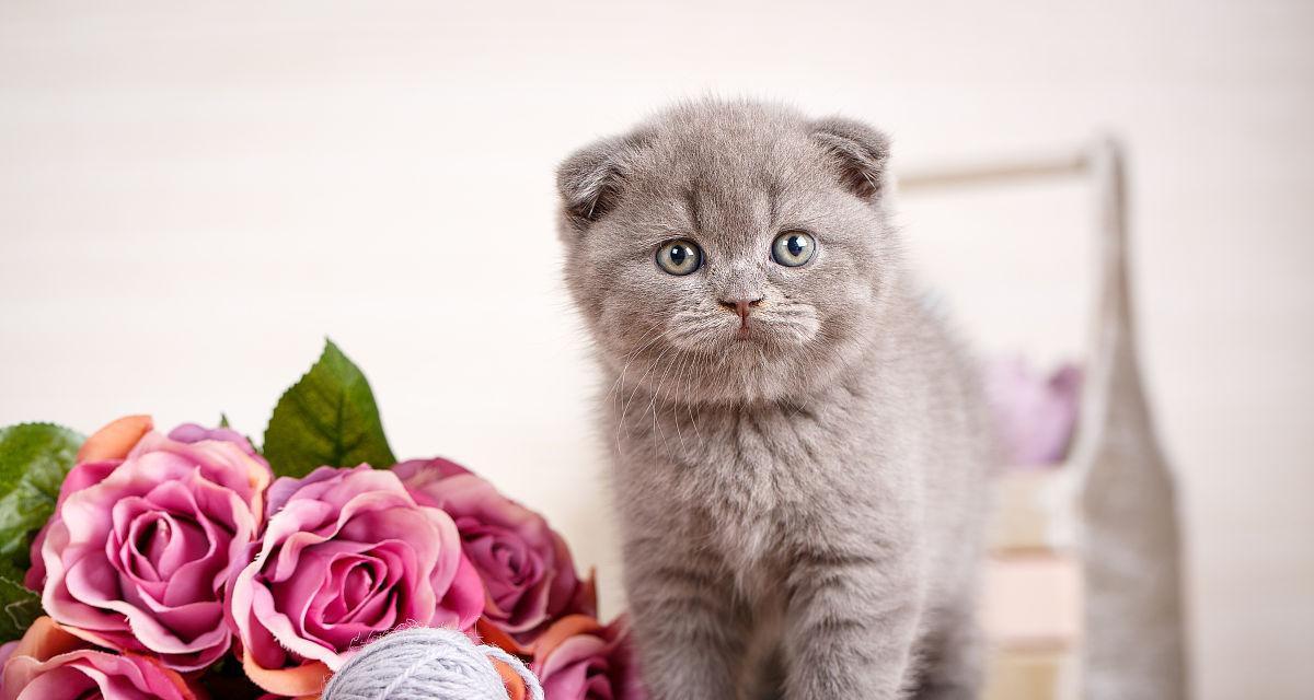 什么品种的小猫喜欢玫瑰花？这种小猫有什么特点？